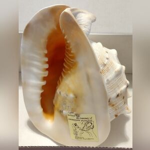 Large Horned Helmet Blowing Conch Shell From Hawaii